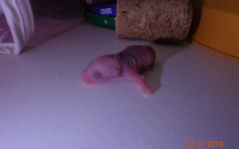 Mouse Control in Oklahoma City, OK, mouse control in Oklahoma City