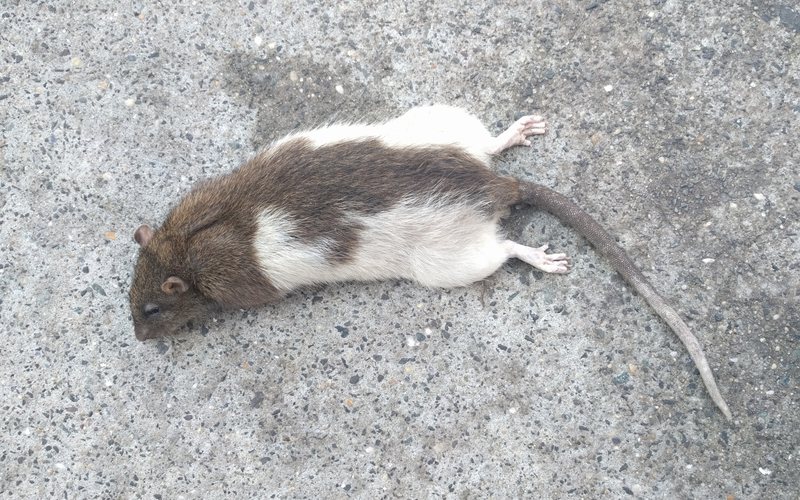 Rat Control in Oklahoma City, OK, rat control in Oklahoma City