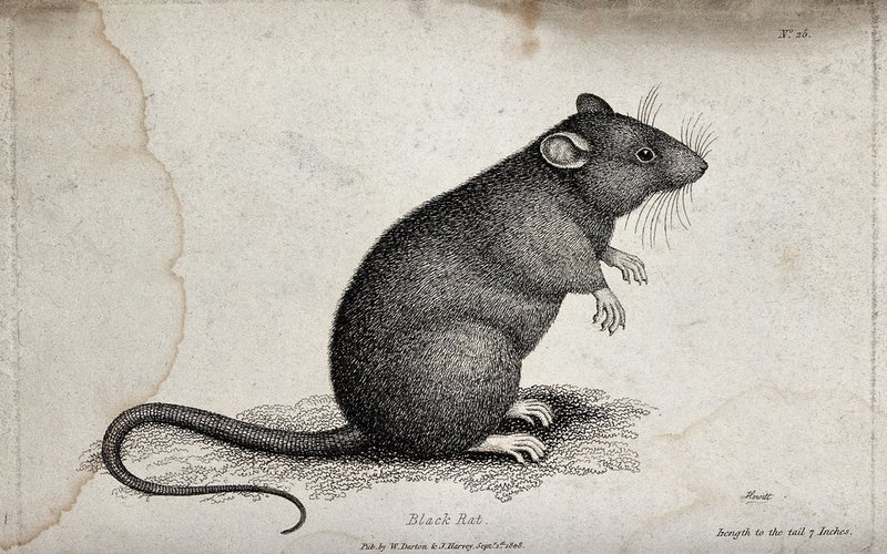 Rodent Removal in Oklahoma City, OK, rodent removal in Oklahoma City
