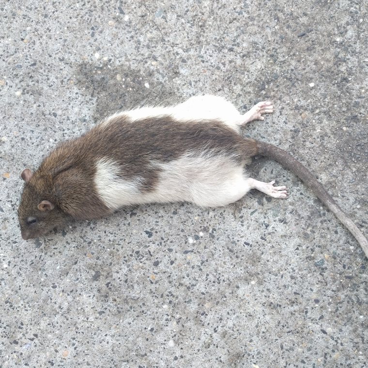 Local rodent technician checking an Oklahoma City attic for mouse and rat entry points