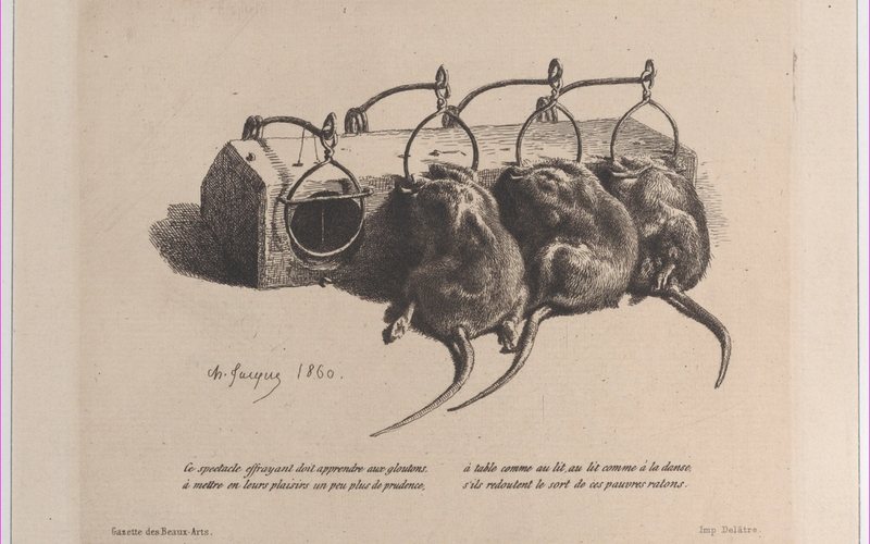 Rodent Trapping in Oklahoma City, OK, trapping & removal in Oklahoma City